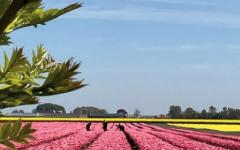 ZIGEUNERENSEMBLE CSEREBOG&Aacute;R